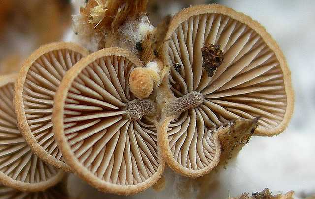 Melanotus horizontalis   (Bull.)    P.D. Orton